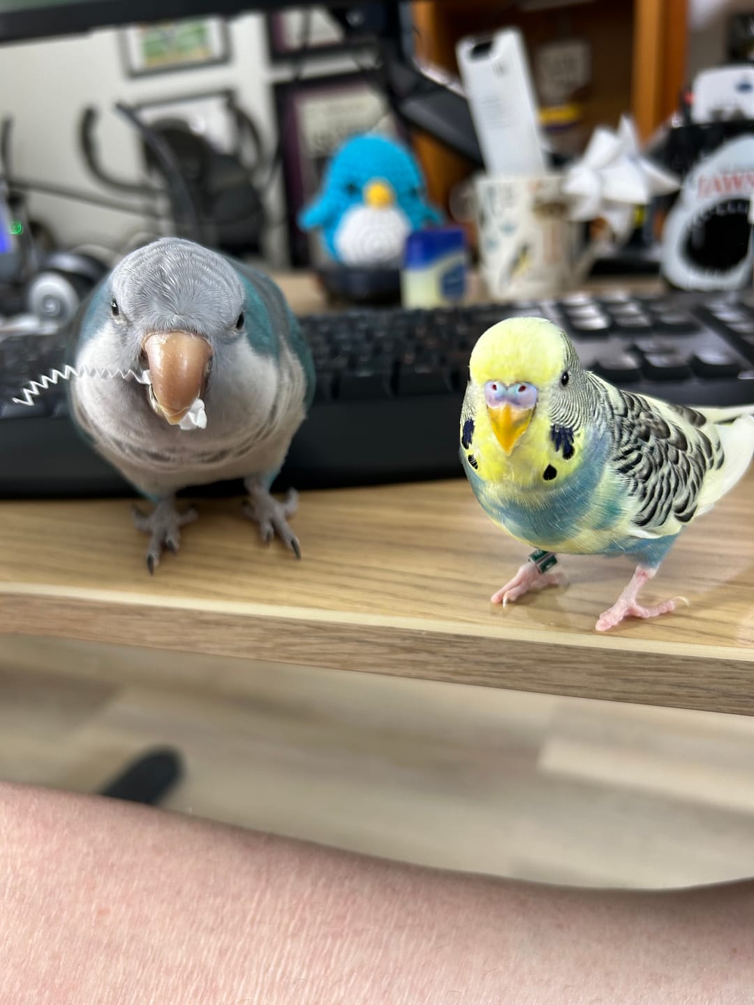 Customer photo review of Bird Bites Freeze Dried Chop - Daily Fruits & Veggies, 5 Flavors to Choose From