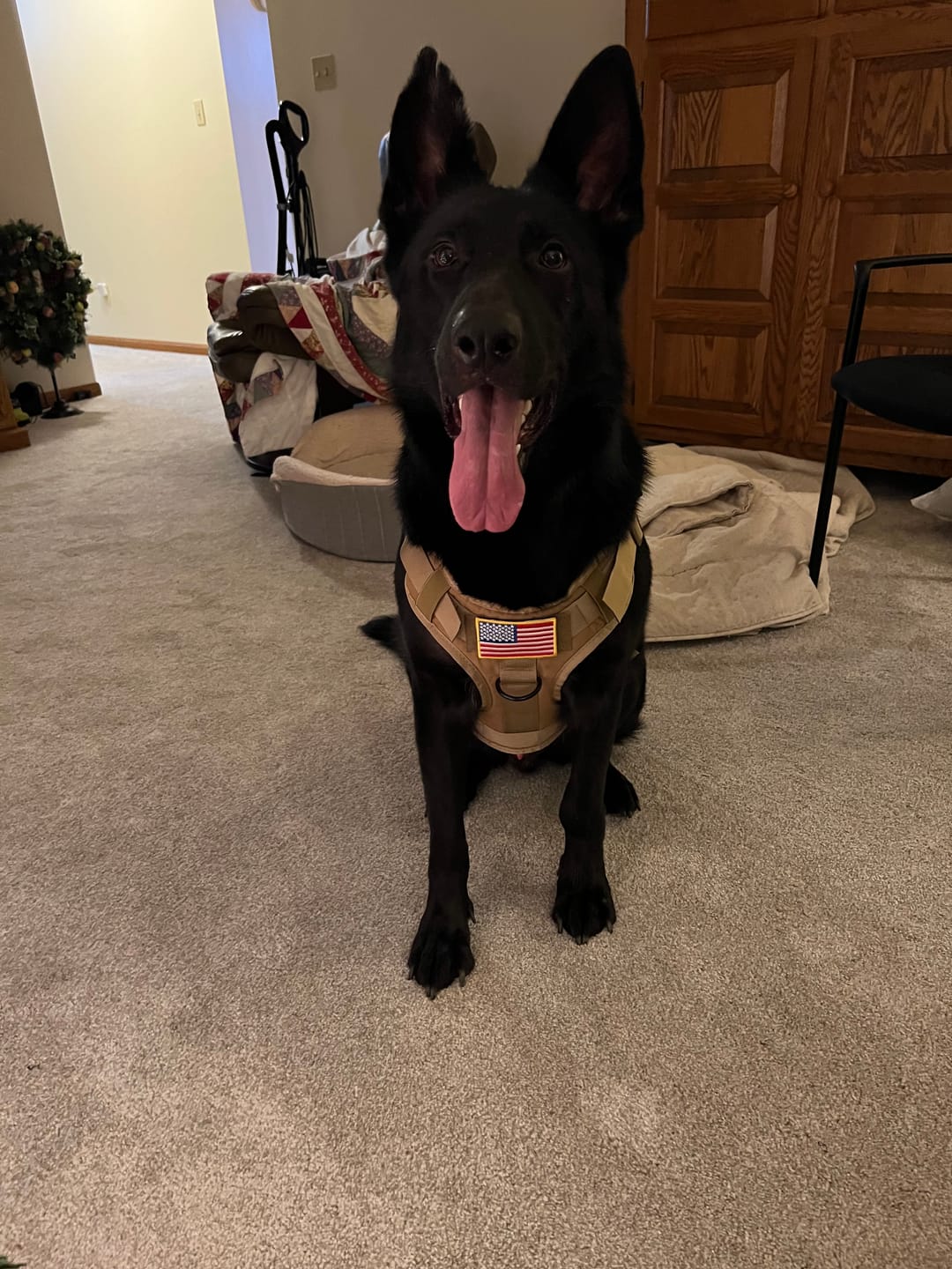 Customer photo review of Classic Heavy-Duty Tactical No-Pull Team K9™ Dog Harness With Front & Back D-Rings, Quick-Release Metal-Buckles, Hook & Loop Panels, & Top Handle