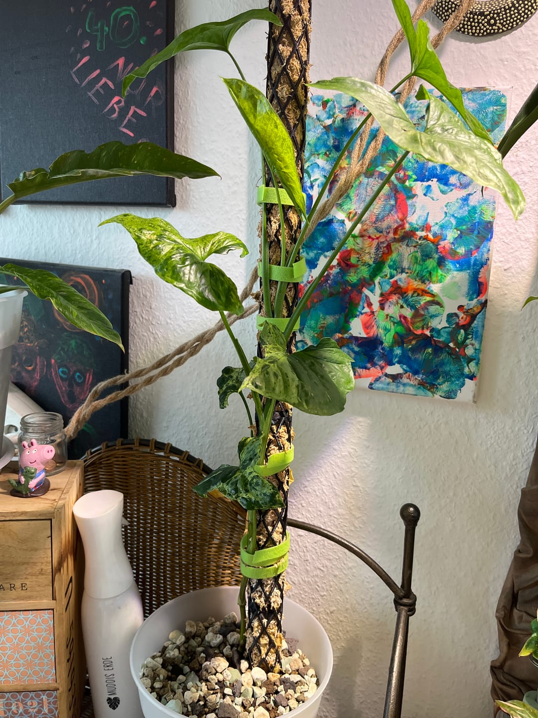 Customer photo review of Pflanzenklett Verbinder
