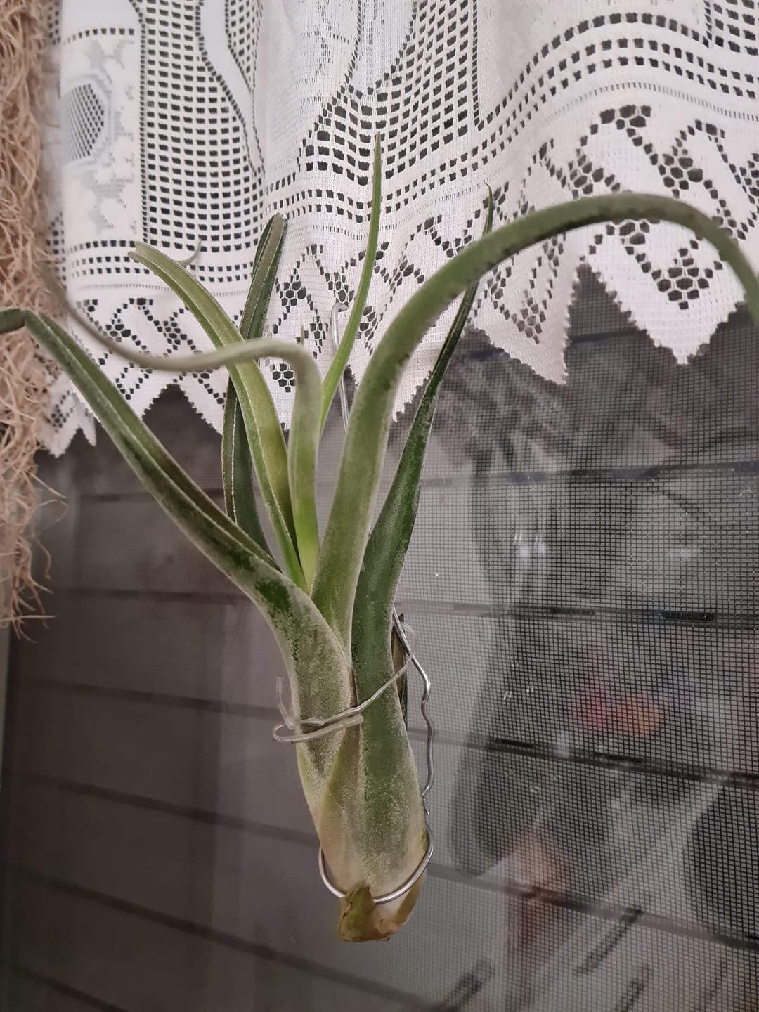 Customer photo review of Tillandsia caput medusae