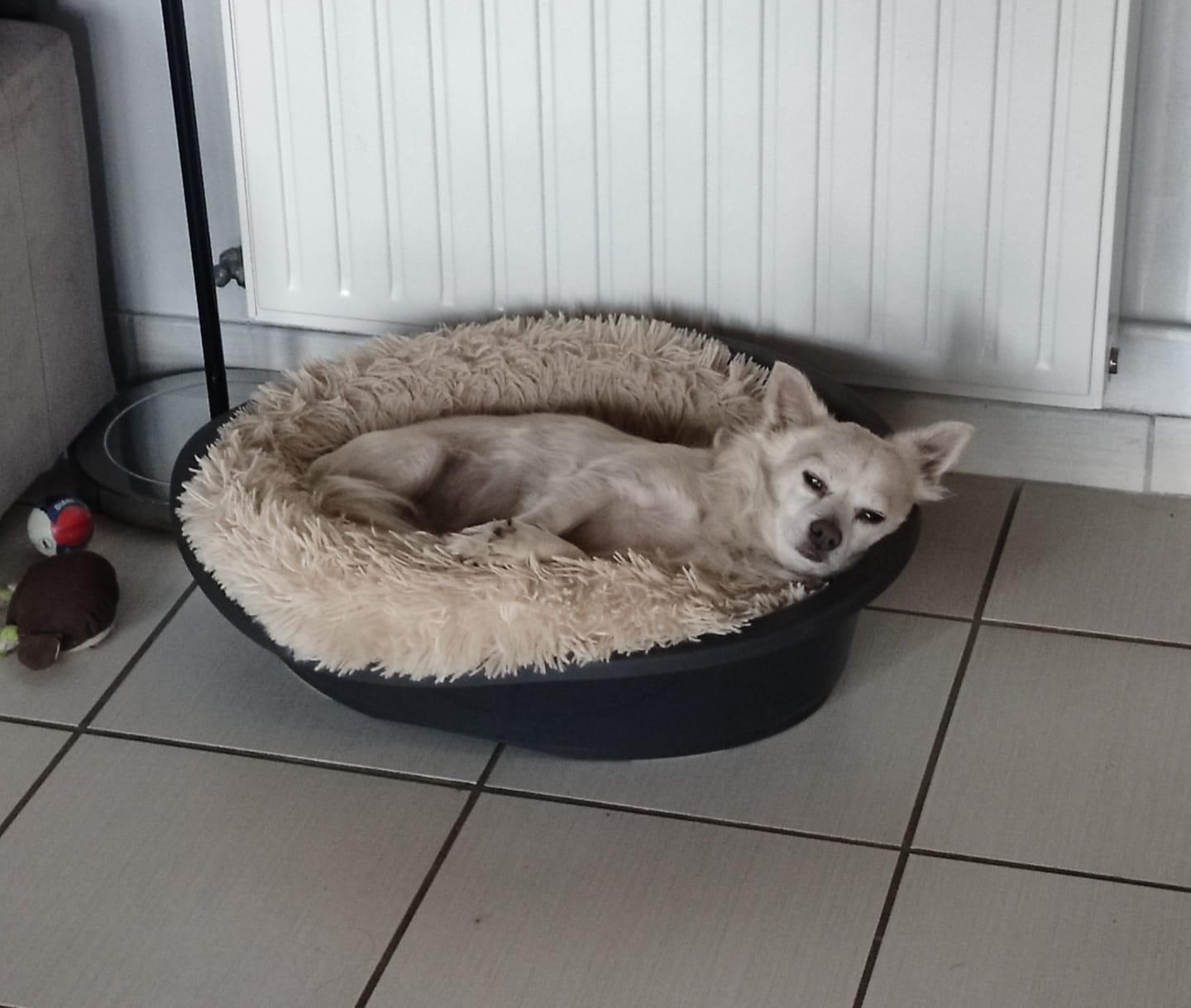 Customer photo review of Croquettes Poulet & Citrouille - Chien Petite Race