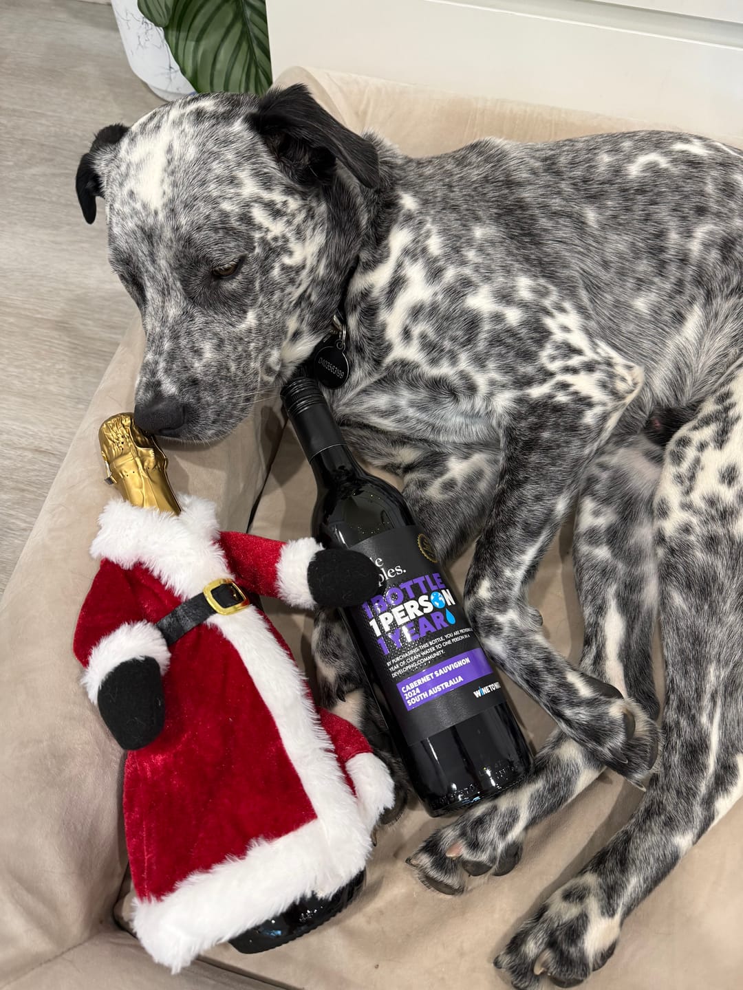 Customer photo review of Pinot Grigio - Single Bottle