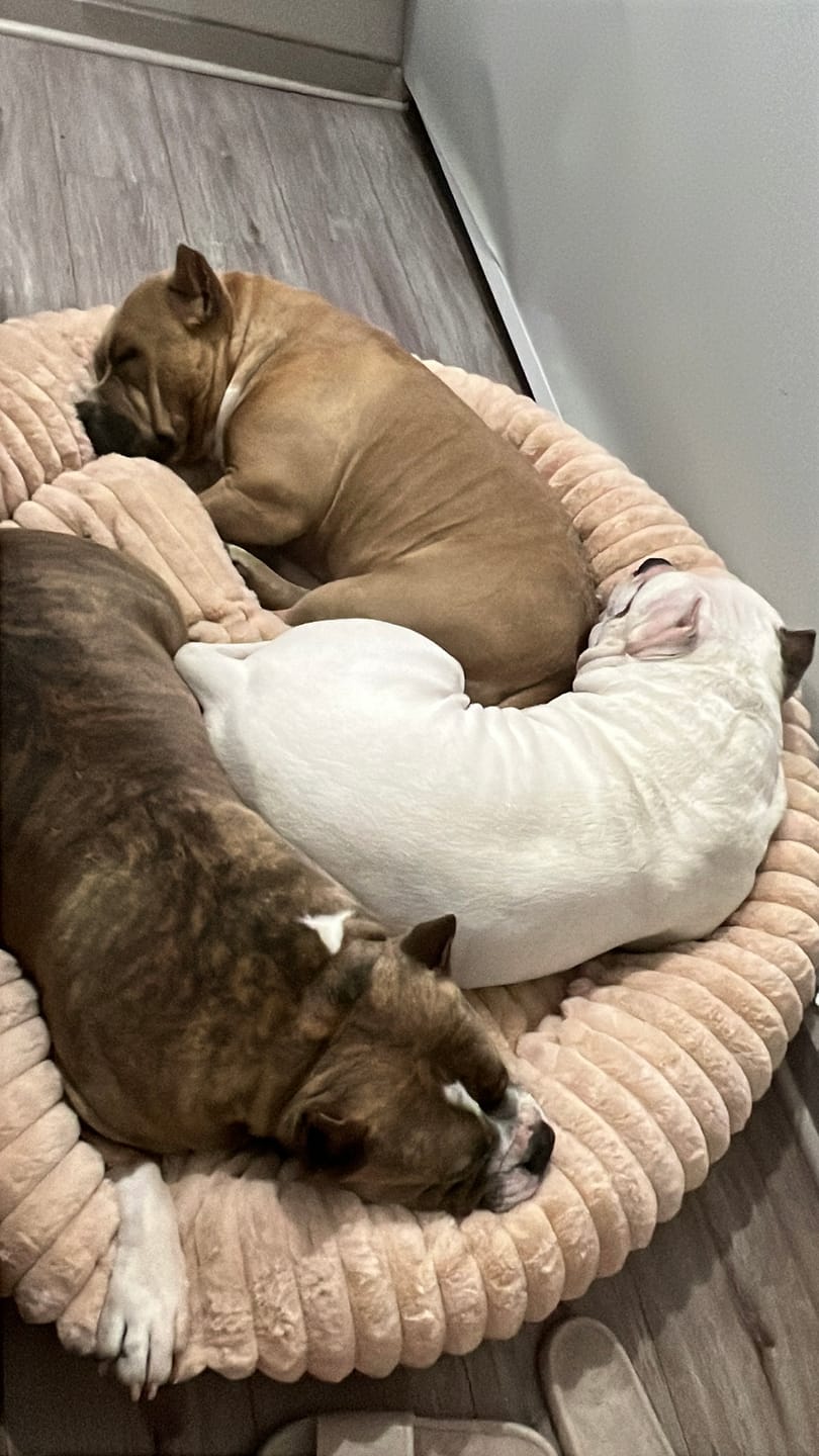 Customer photo review of Luxury Edition: Cama Anti-Estrés THE DOGS