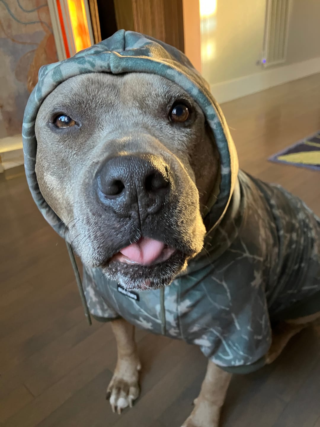Customer photo review of Concrete Wood Dog Hoodie - Timber