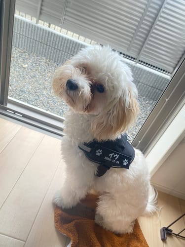Customer photo review of FunFunPet 高機能ハーネス（お名前タグ作成サービス付き）