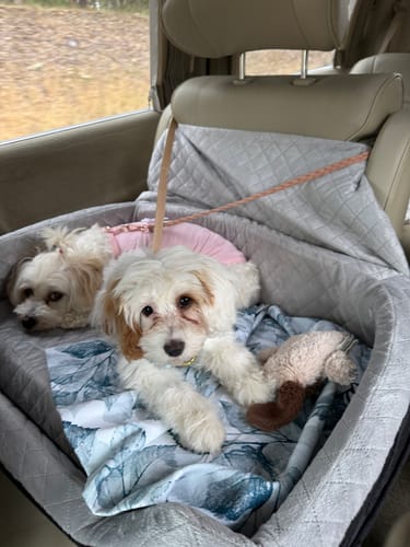 Customer photo review of Dog Car Booster Seat