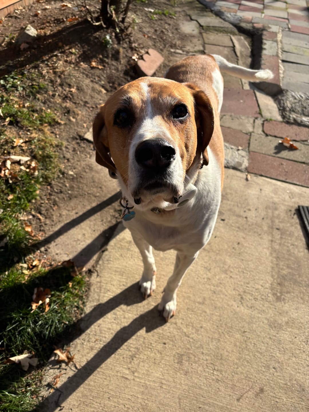 Customer photo review of 6 Inch Standard Braided Bully Stick
