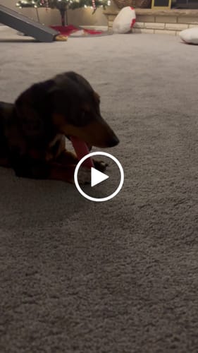 Customer video review of 4-Stick Yak Chew Pack – Mint, Banana, Strawberry & Pumpkin