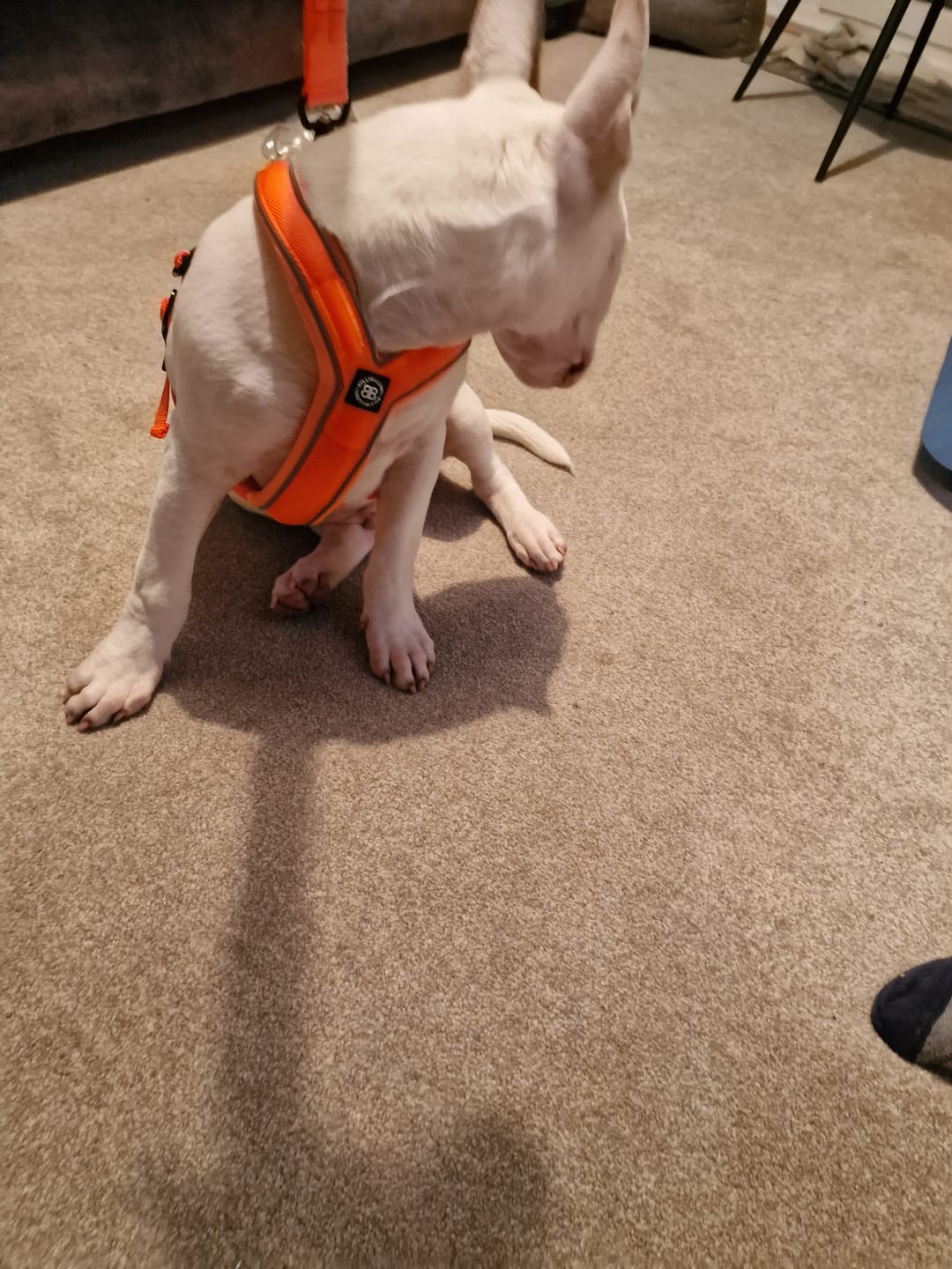 Customer photo review of Slip on Harness | Foam Padded - Orange