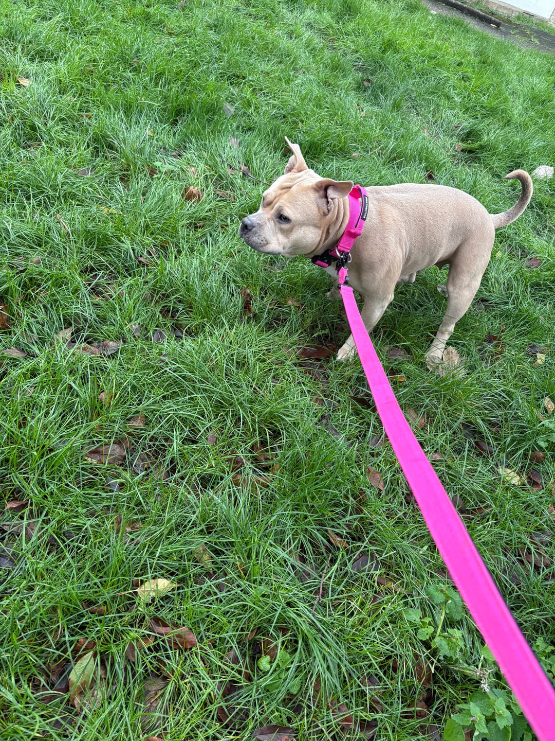 Customer photo review of 1.4m Swivel Combat Lead | Anti-Tangle & Secure Clip - Magenta