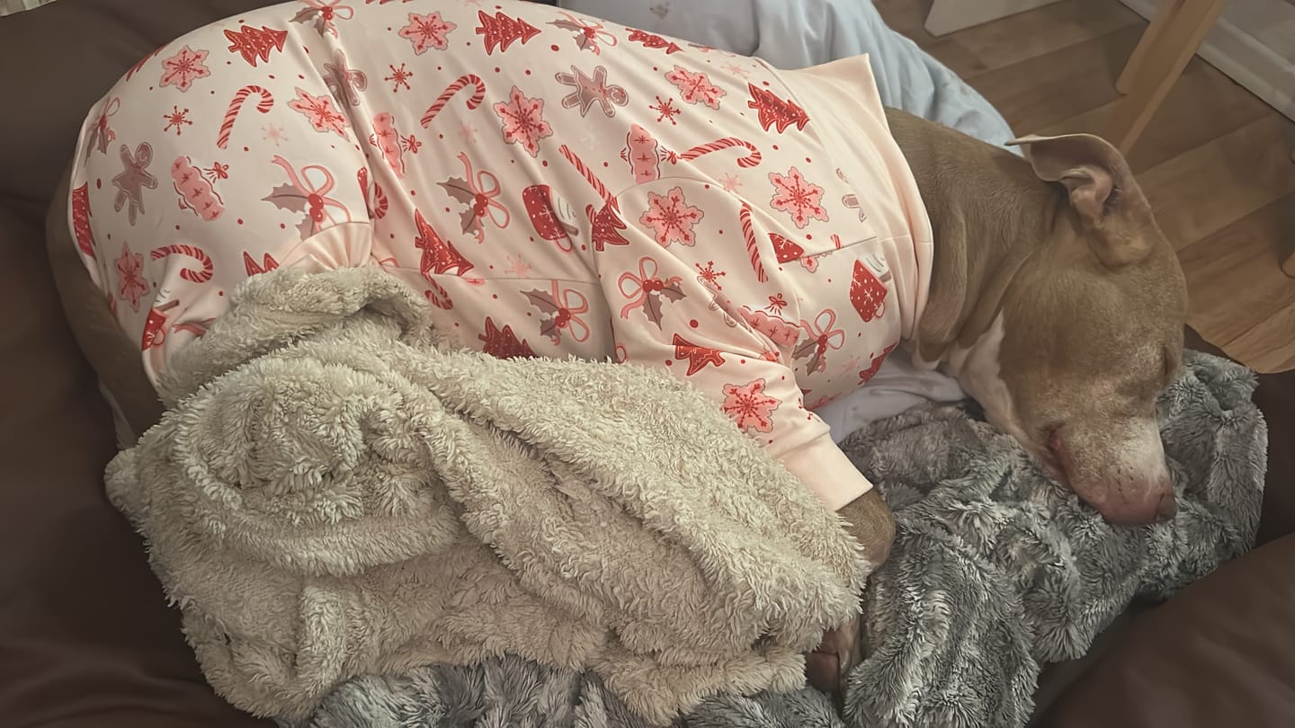 Customer photo review of Dog Christmas Pajama - Candy Cane