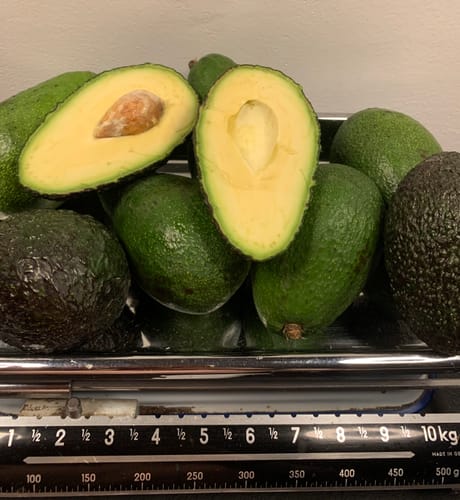 Customer photo review of Avocadorarität Maluma Bio von Julian