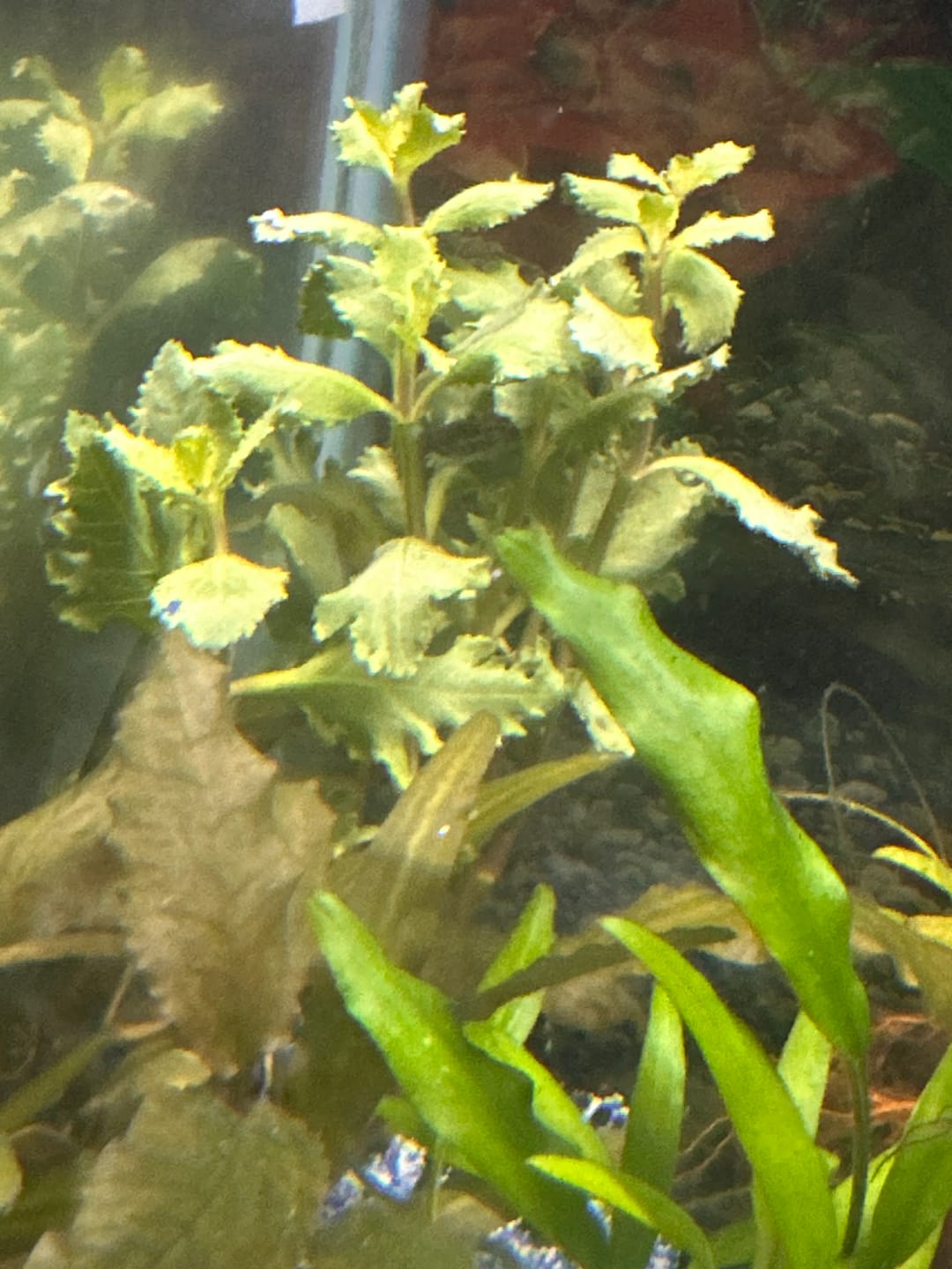 Customer photo review of Water Wisteria (Hygrophila difformis)