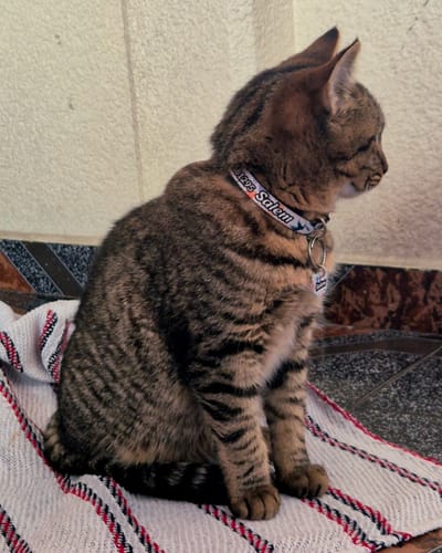 Customer photo review of Collar personalizado para Mascota: Primavera