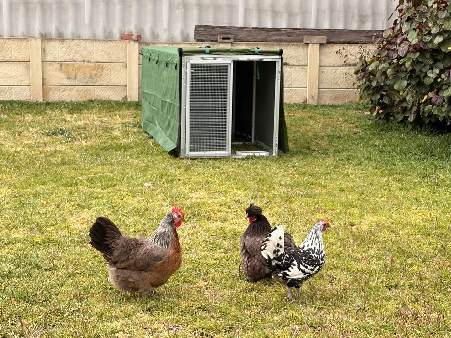 Customer photo review of Canvas Cover for Chicken Coop / Chicken Tractor