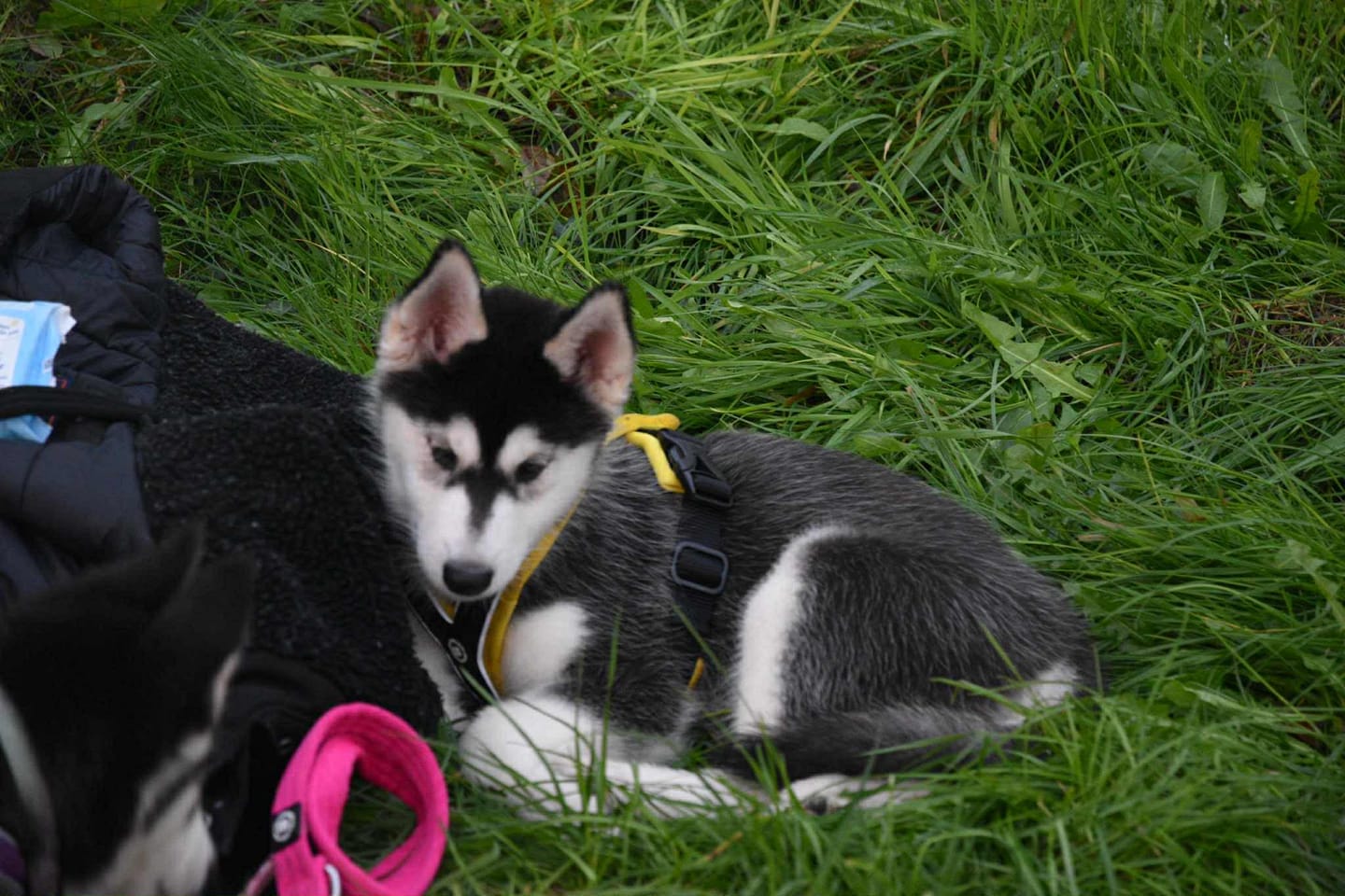Customer photo review of Slip on Harness | Foam Padded - Black x Yellow