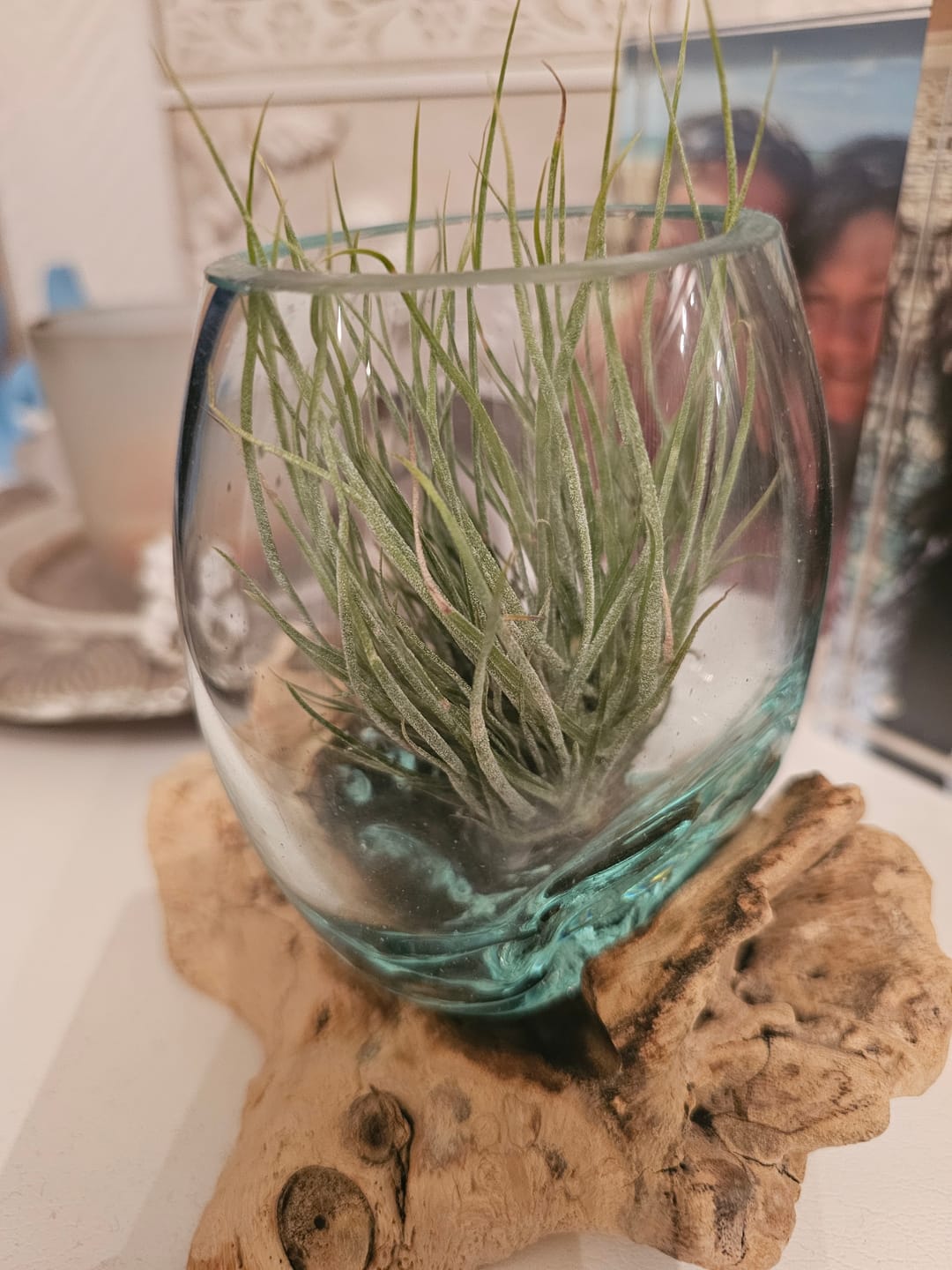 Customer photo review of Tillandsia schiedeana major - Mini Pulk