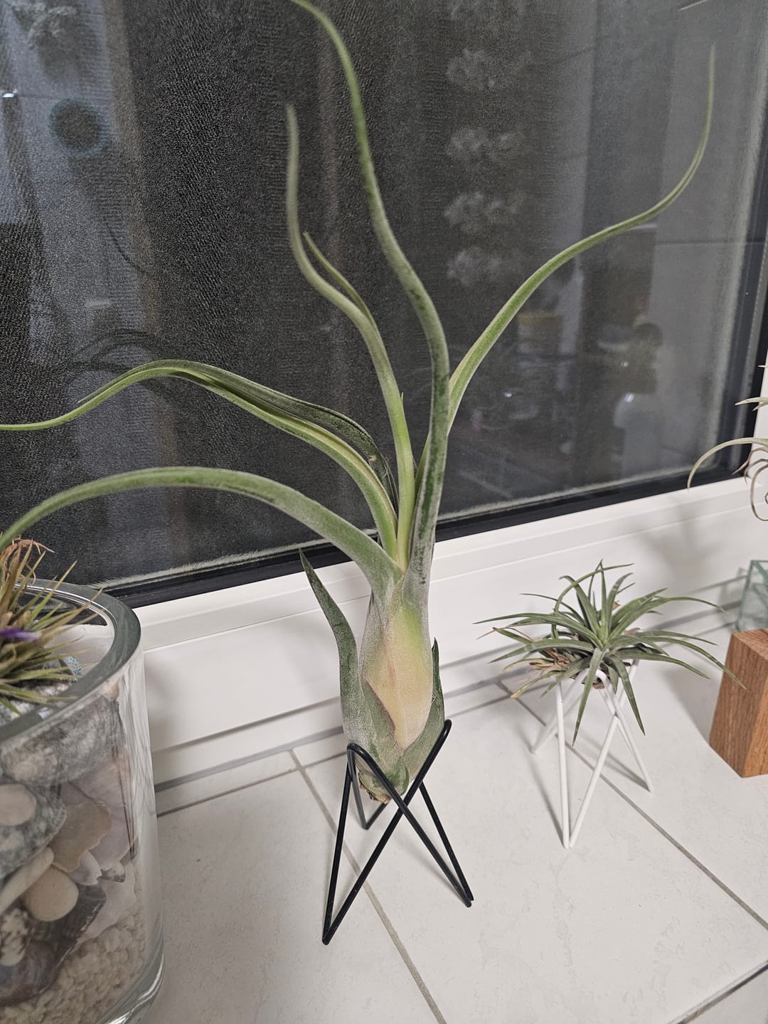 Customer photo review of Tillandsia caput medusae