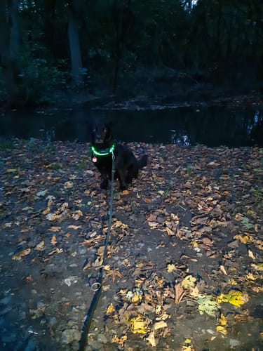 Customer photo review of LED Hunde Leuchthalsband  Grün 20- 70cm Hundehalsband