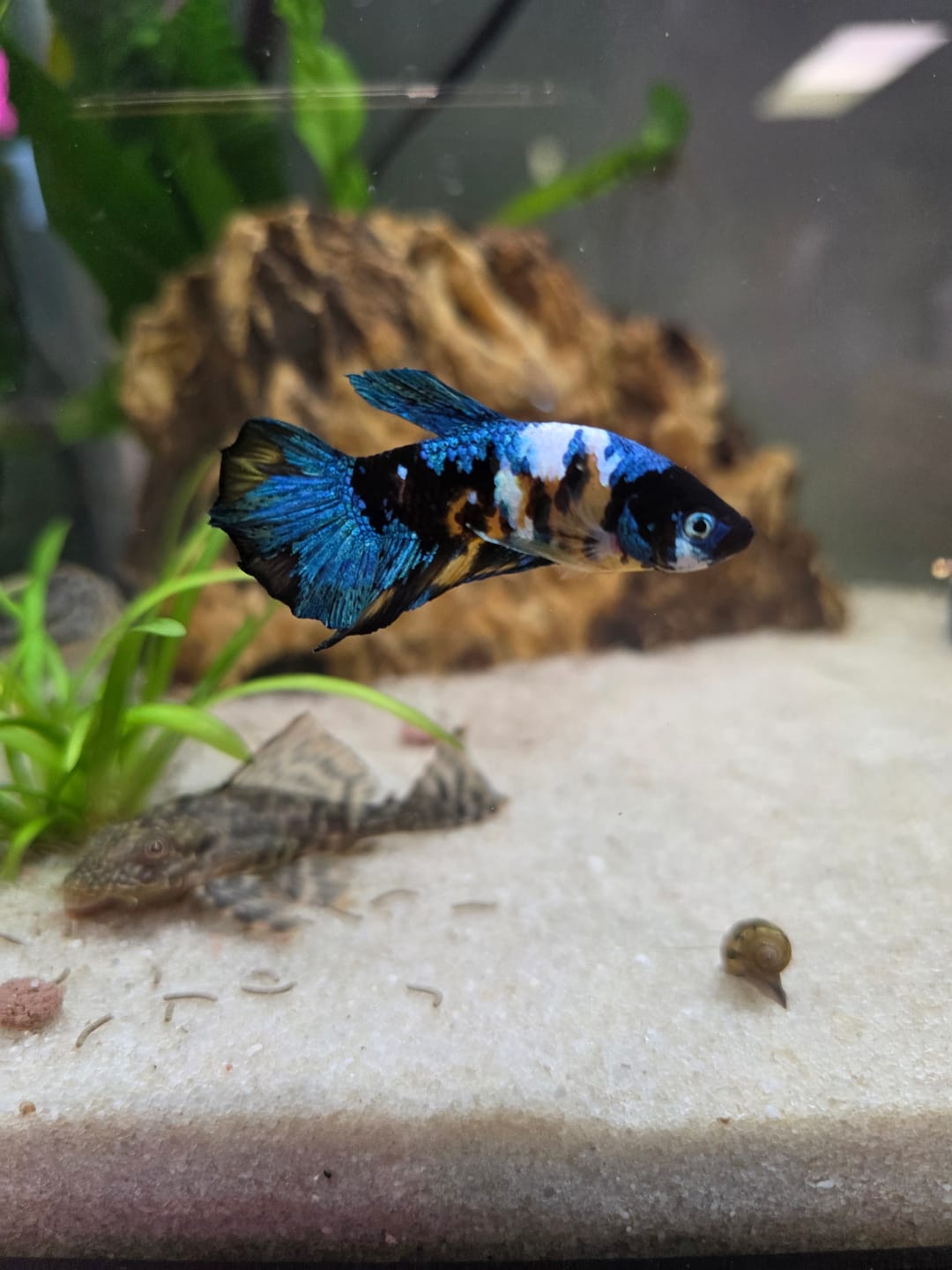 Customer photo review of Multicolor Plakat Male Betta Fish |Show Grade|  You Pick Fish