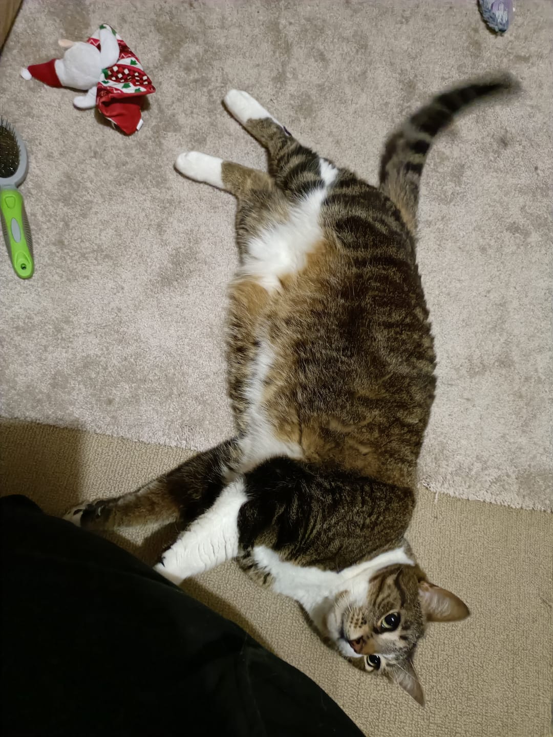 Customer photo review of Cat Hair Removal Massaging Shell Comb