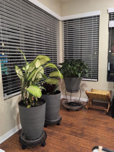 Customer photo review of Elm Power Bundle