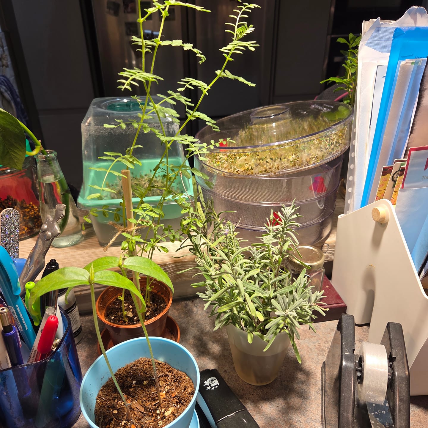 Customer photo review of Pianta LED Grow Light 3-Pack bundle