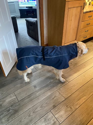 Customer photo review of Husum - Waterproof Dog Coat with Harness Hole Zip