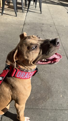 Customer photo review of Matching Red 6' Bully Proof Leash