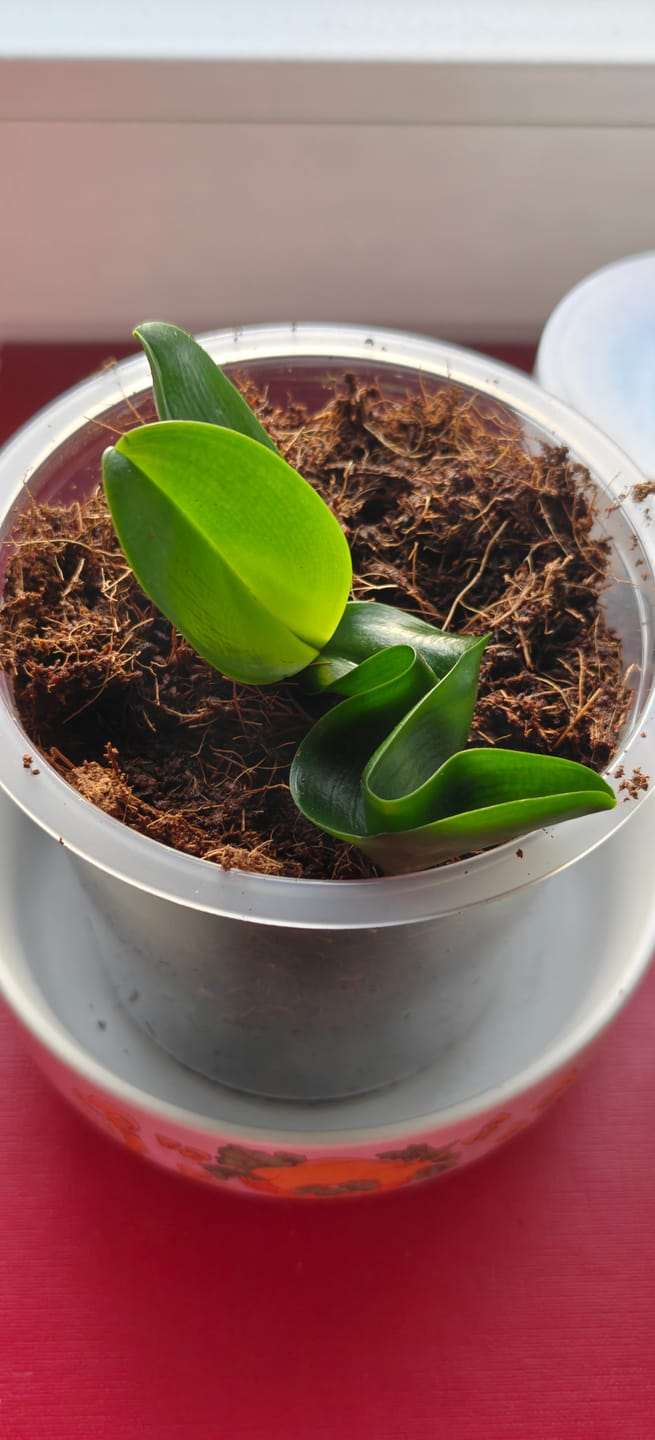 Customer photo review of Orchideenerde für das Wachstum