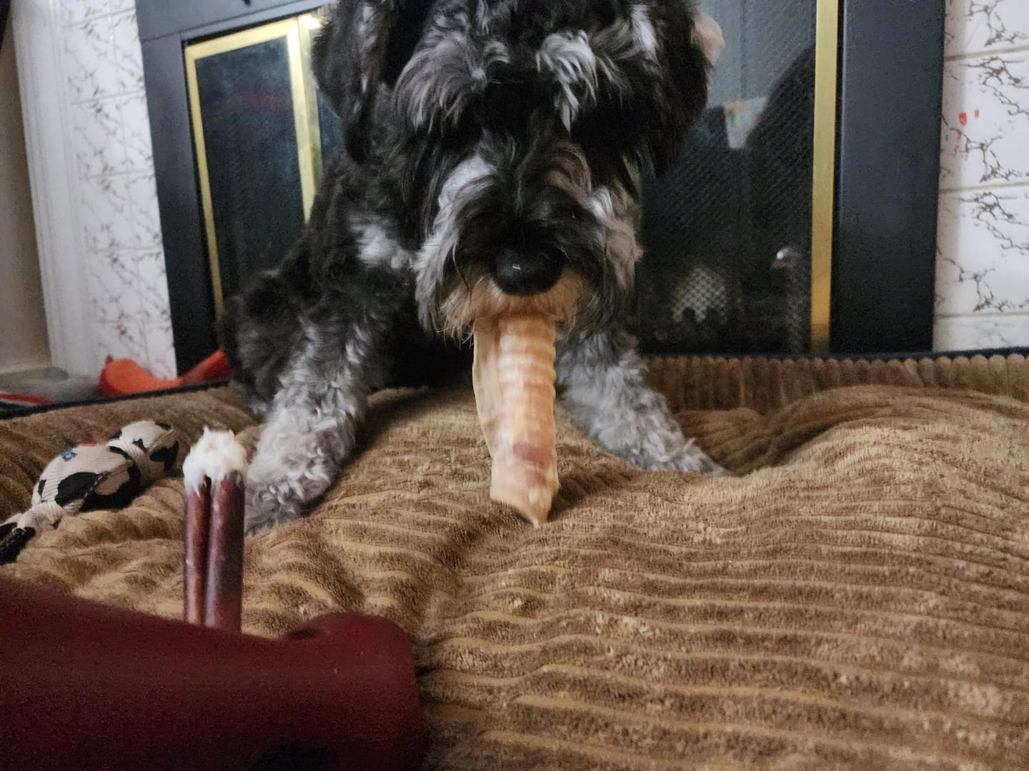 Customer photo review of 6 Inch Beef Trachea