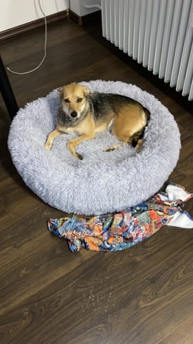 Customer photo review of Puppery Hundebett Wolke 7 - Das Original