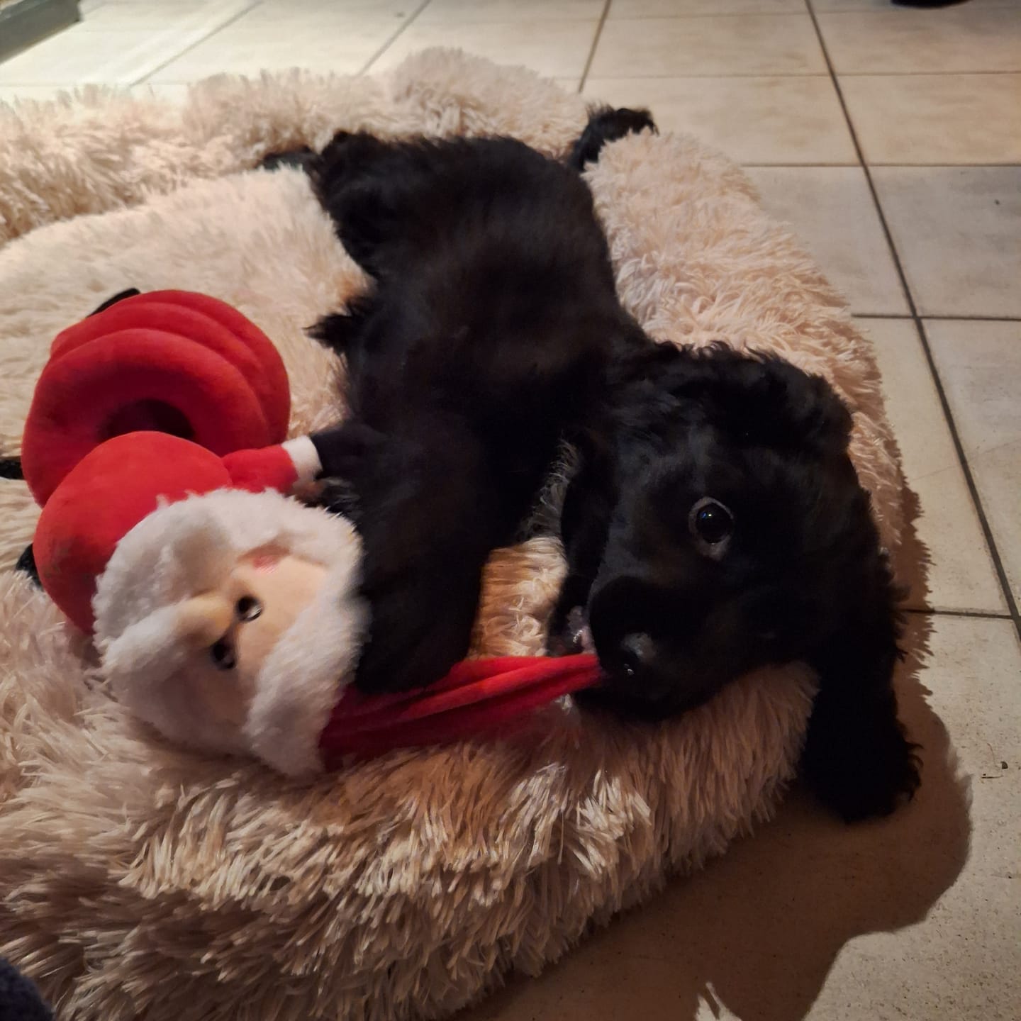 Customer photo review of Pet Perfect Fluffy Donut Hondenmand - Rond - Wasbaar