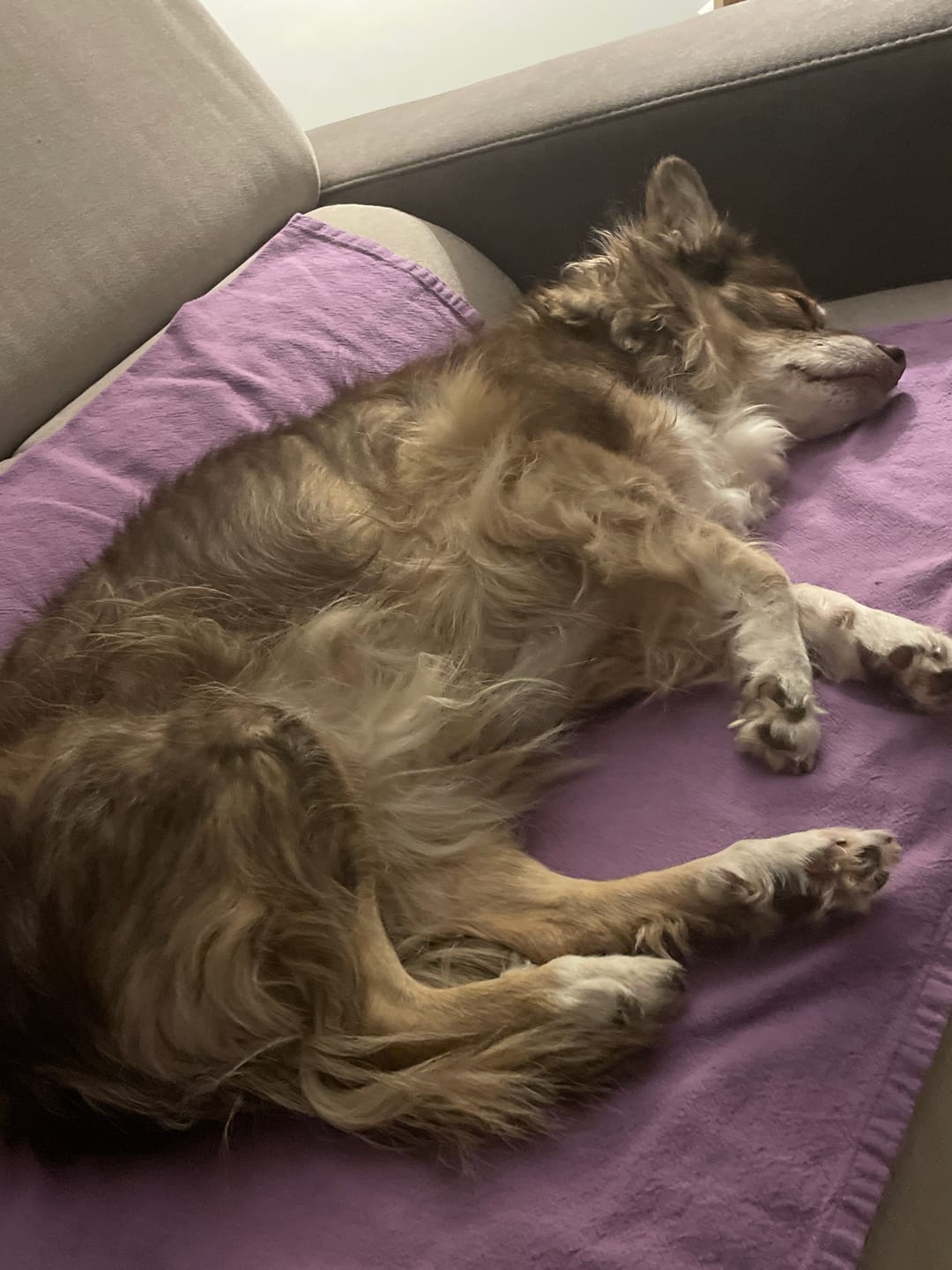 Customer photo review of Croquettes Volaille & Légumes - Chien Sénior