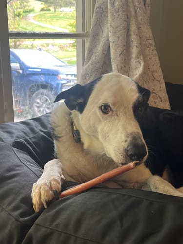 Customer photo review of 12 Inch Thick Bully Stick