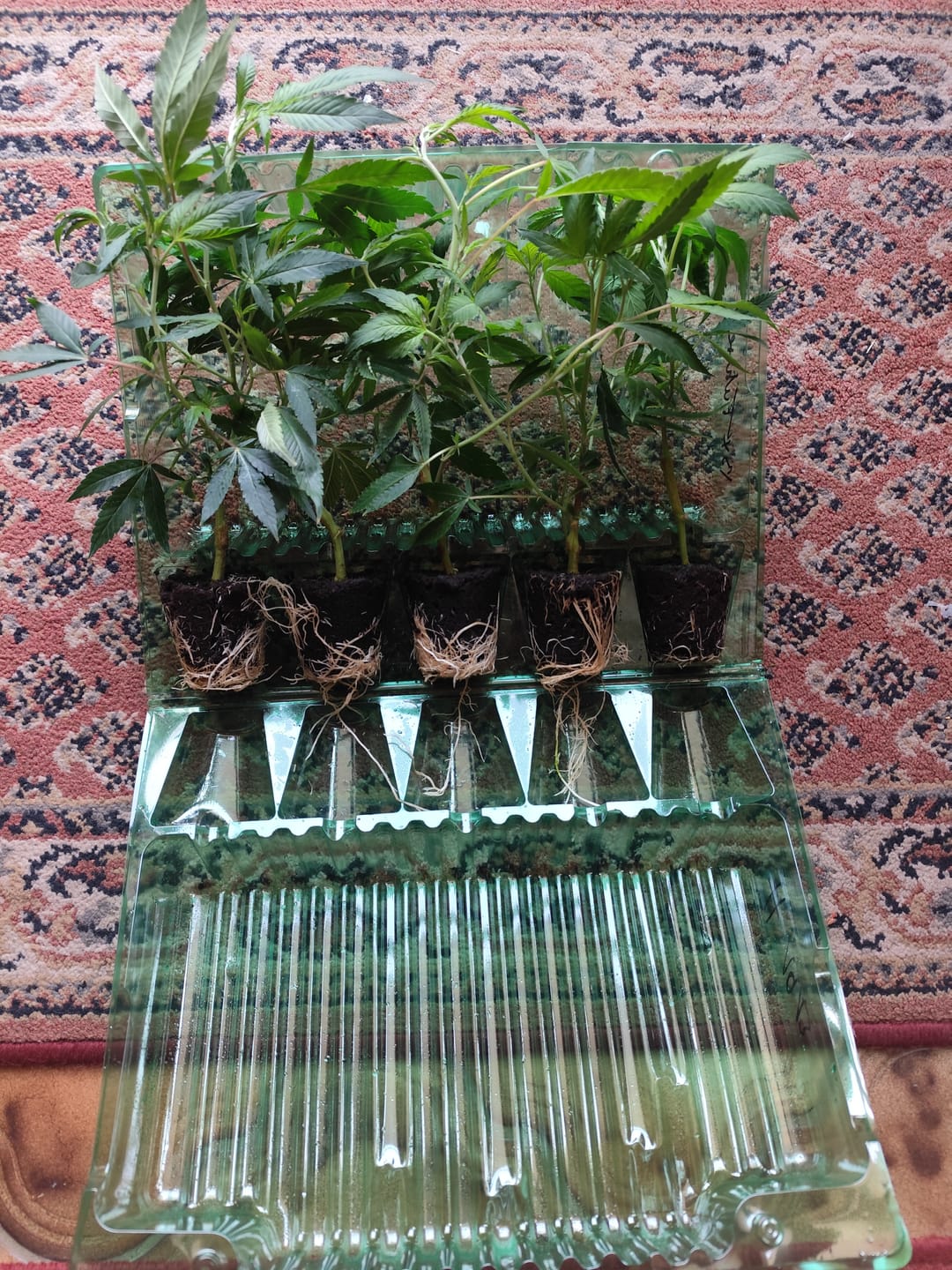 Customer photo review of Hanfstecklinge | Future Island
