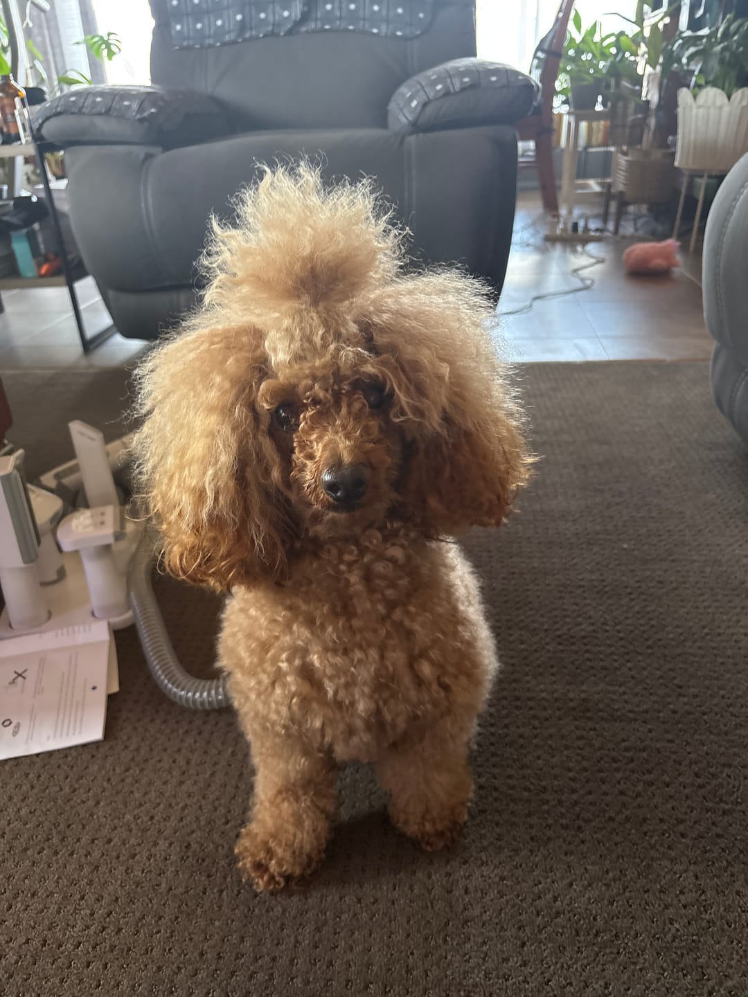 Customer photo review of GroomMate Pet Grooming Kit
