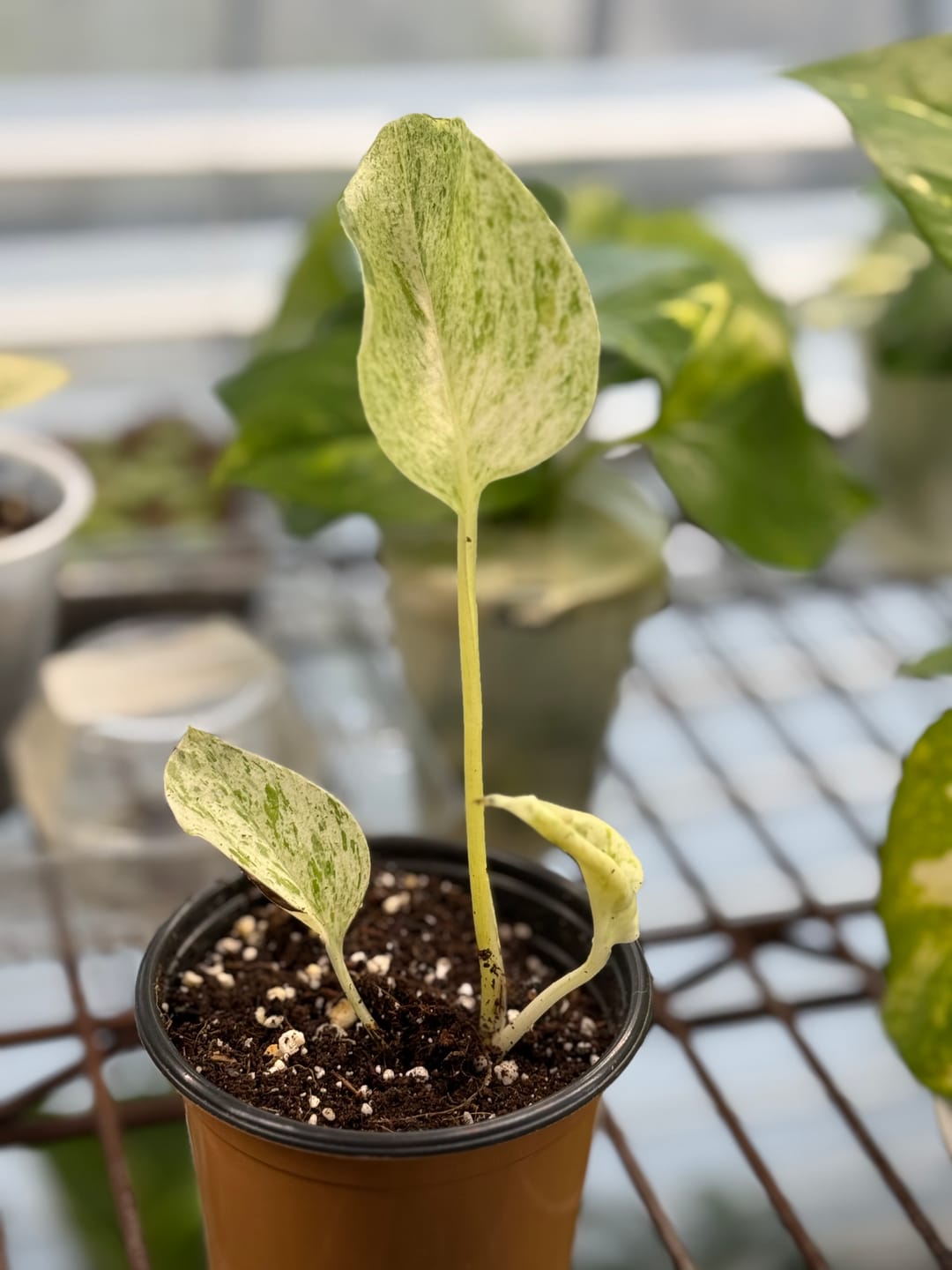 Customer photo review of Snow Queen Pothos Single Starter Plant in a 1.5" Pot - Epipremnum Aureum 'Snow Queen' - Variegated Pothos -  Office Plant, Gift Plant