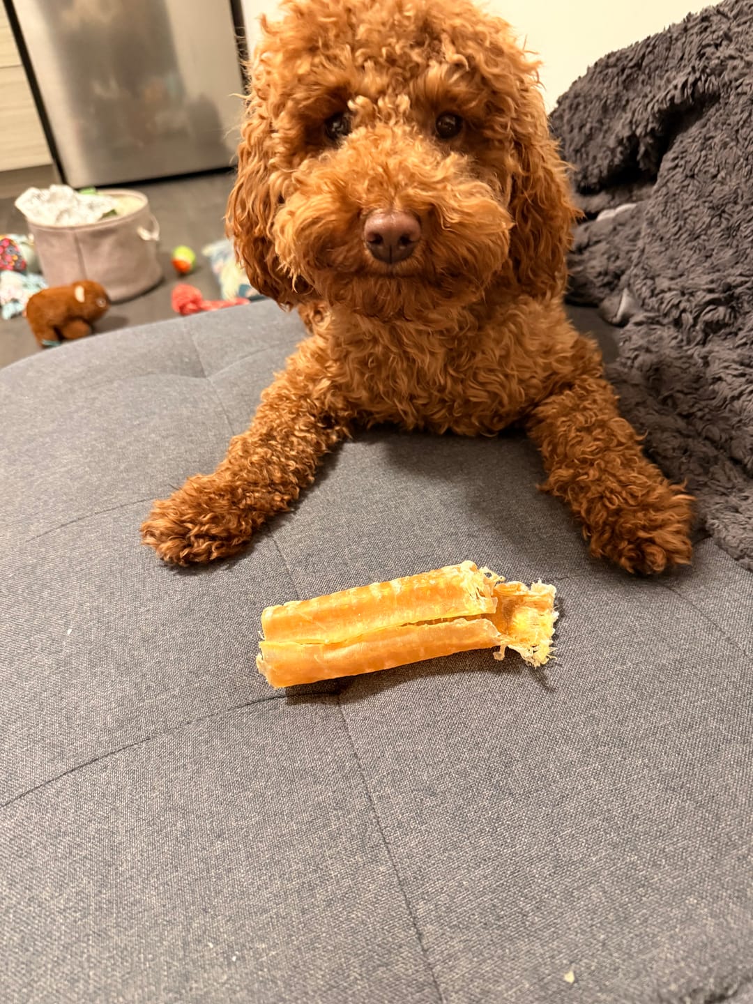 Customer photo review of 6 Inch Beef Trachea