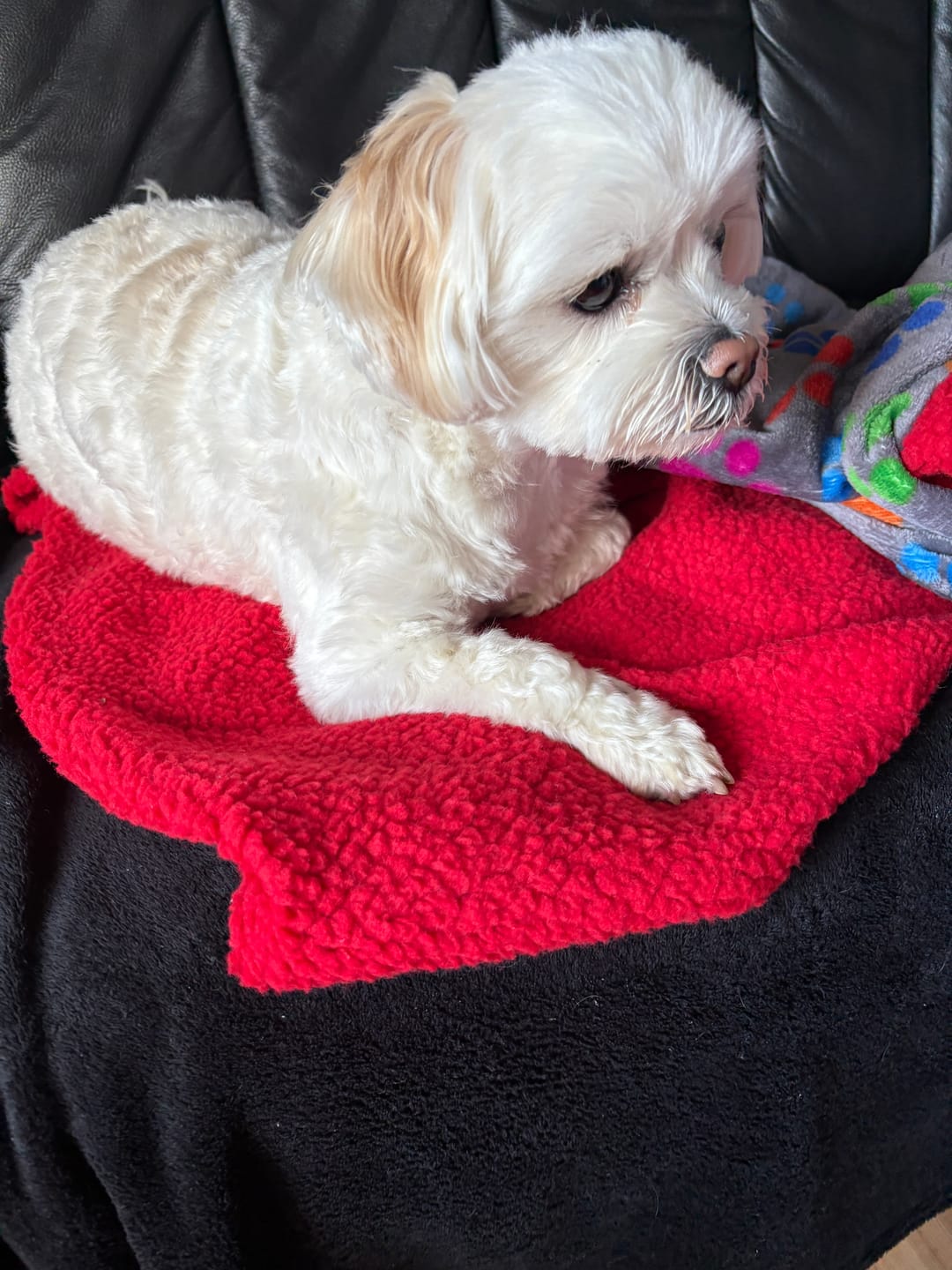 Customer photo review of Sherpa Faux Fur Fabric