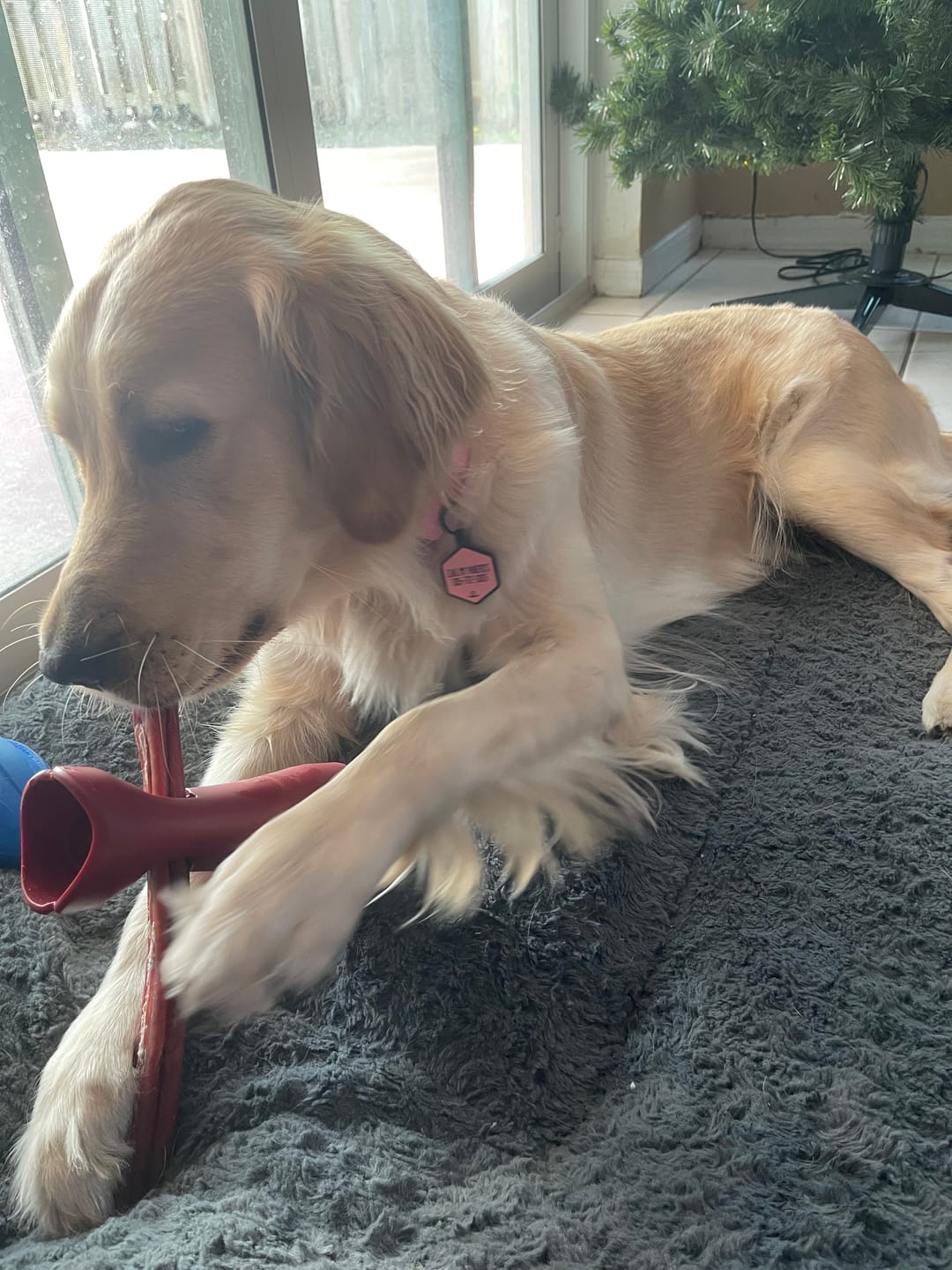 Customer photo review of 12 Inch Jumbo Bully Stick