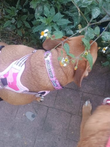 Customer photo review of Collar personalizado para Mascota: Corazones