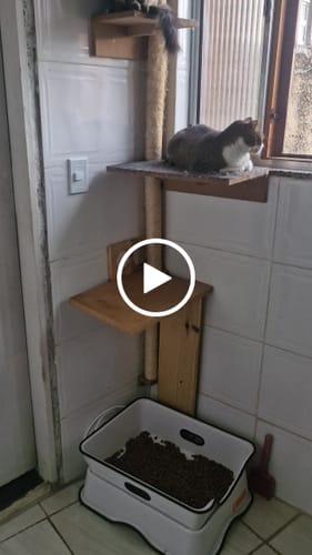 Customer video review of Weasy Gato | Banheiro para gatos