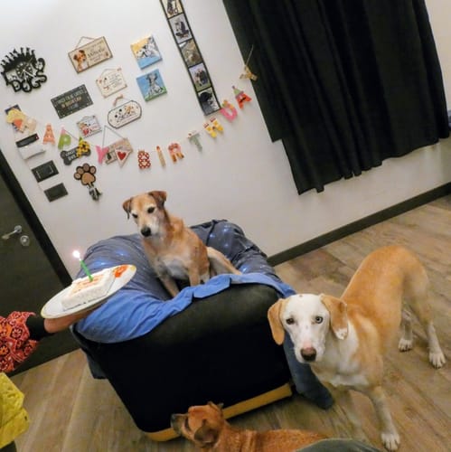 Customer photo review of Torta Per Cani Ti Vogliamo Bene Personalizzabile