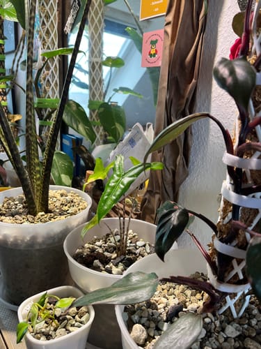 Customer photo review of Muddis Erde - Mineralisches Substrat