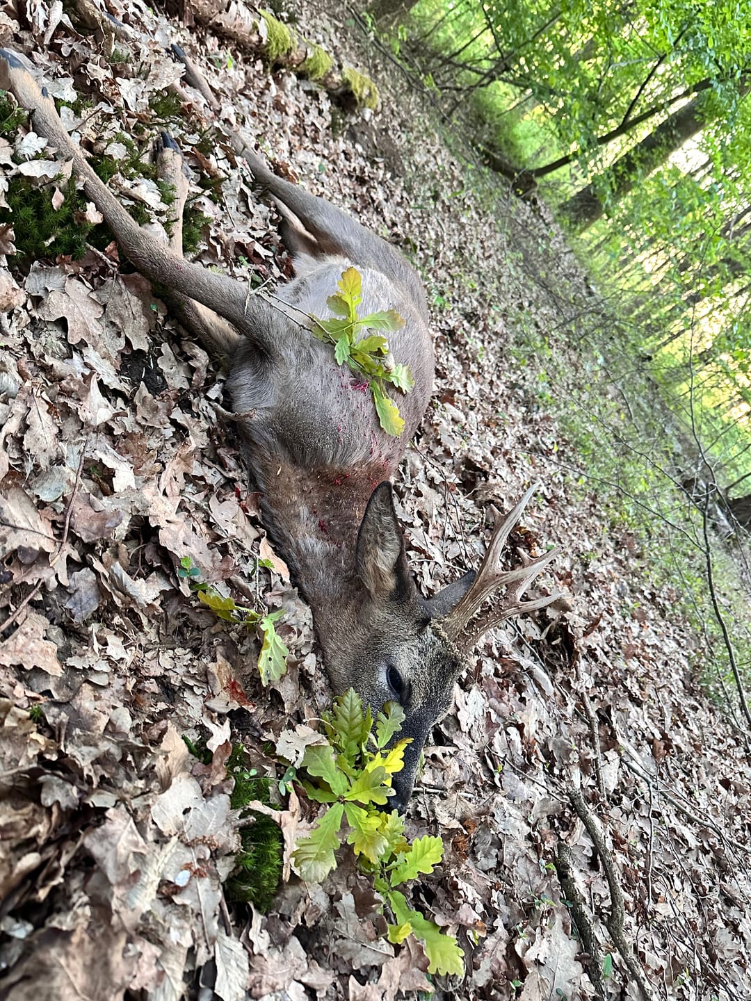Customer photo review of Salzspray Anis - Lockmittel Rehwild, Schwarzwild, Rotwild und Damwild