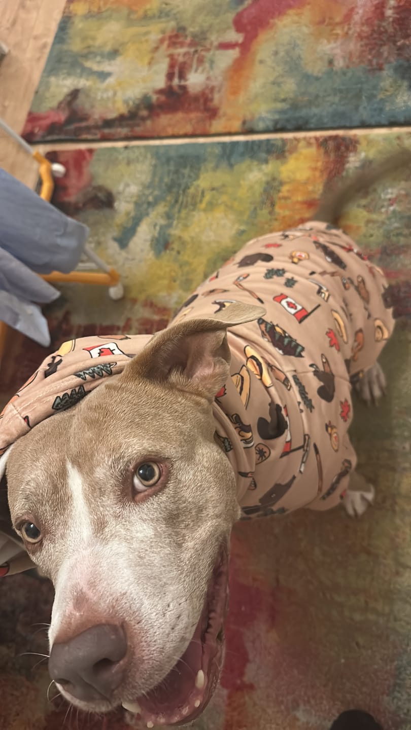 Customer photo review of Canada Dog Hoodie