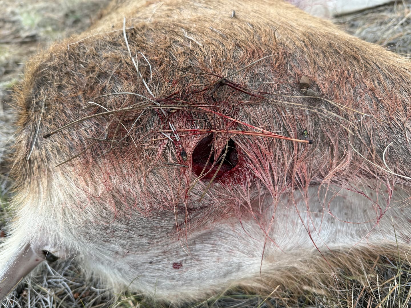 Customer photo review of Titanium Broadheads