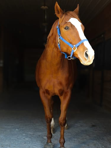 Customer photo review of iCavalos - Horse halter (7 Days)