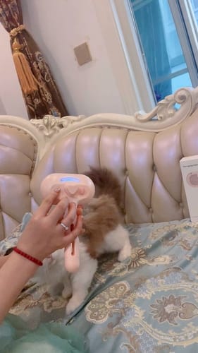 Customer photo review of WPJP ミストグルーマー